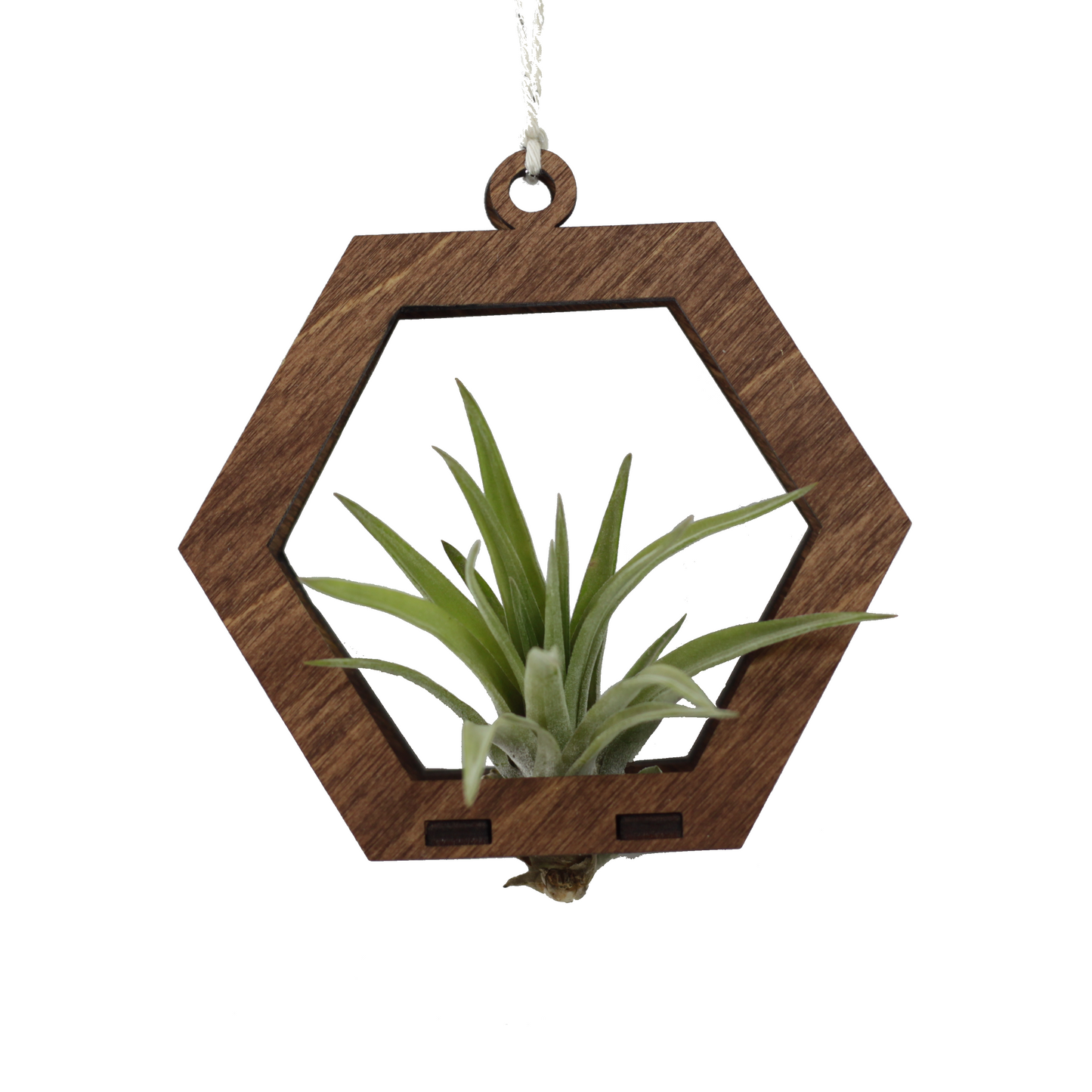 air plant ornament >> hexagon >> walnut