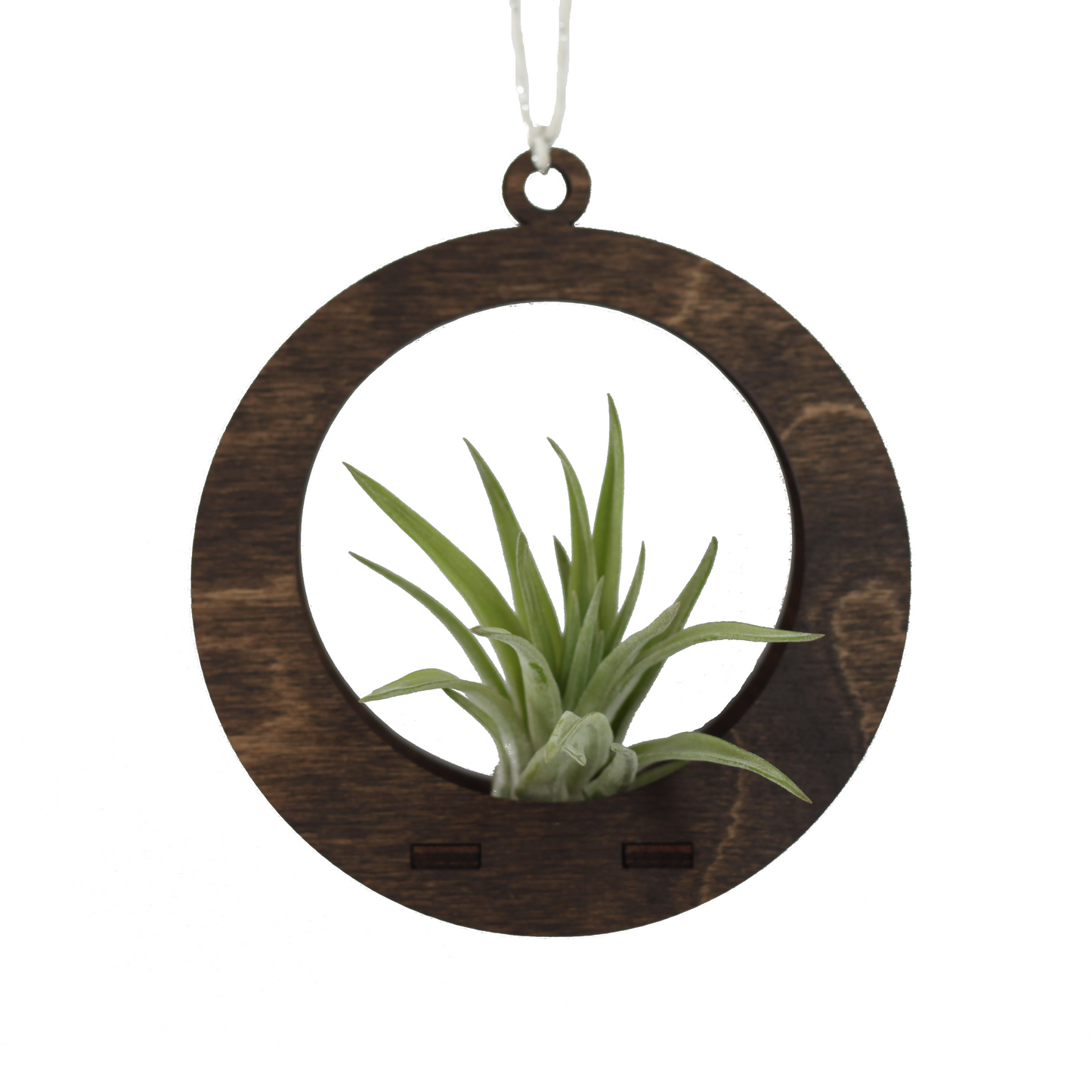 air plant ornament >> circle >> walnut