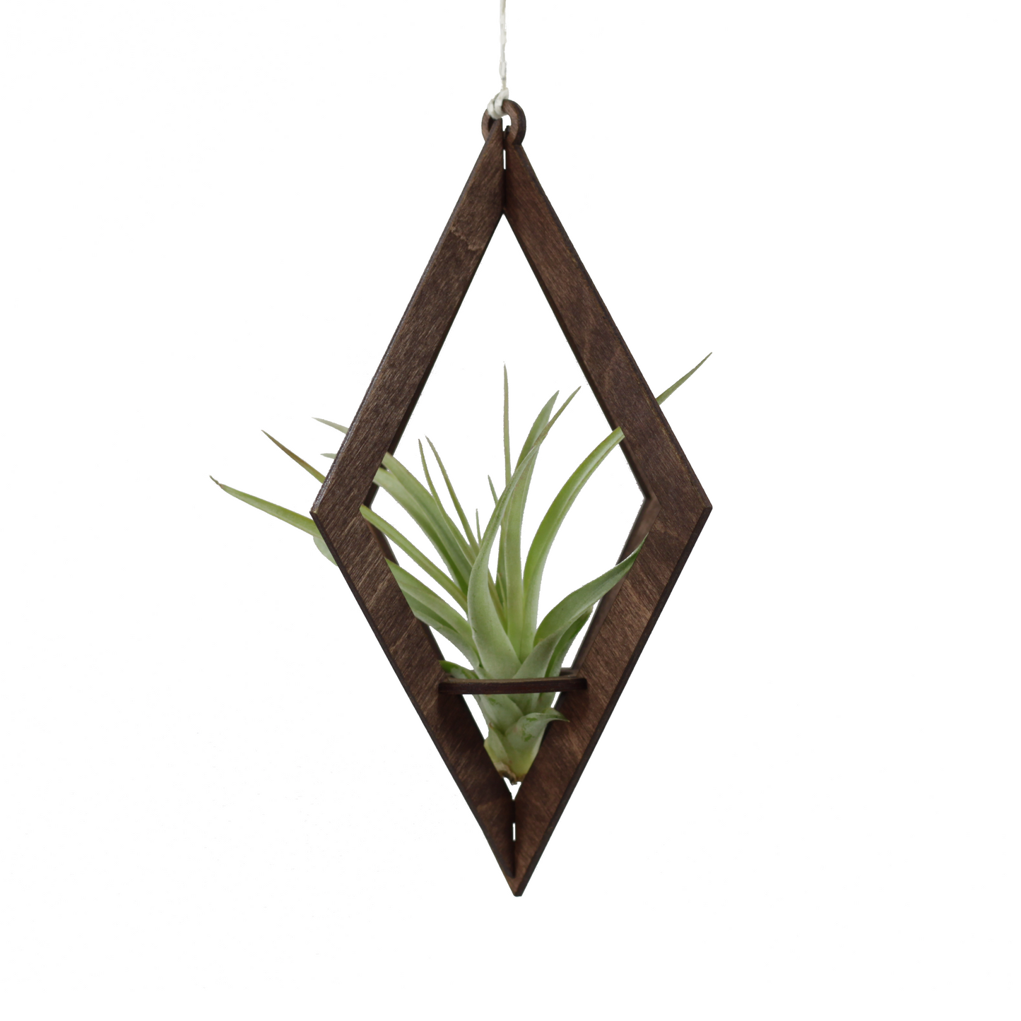 air plant hanger >> diamond >> walnut