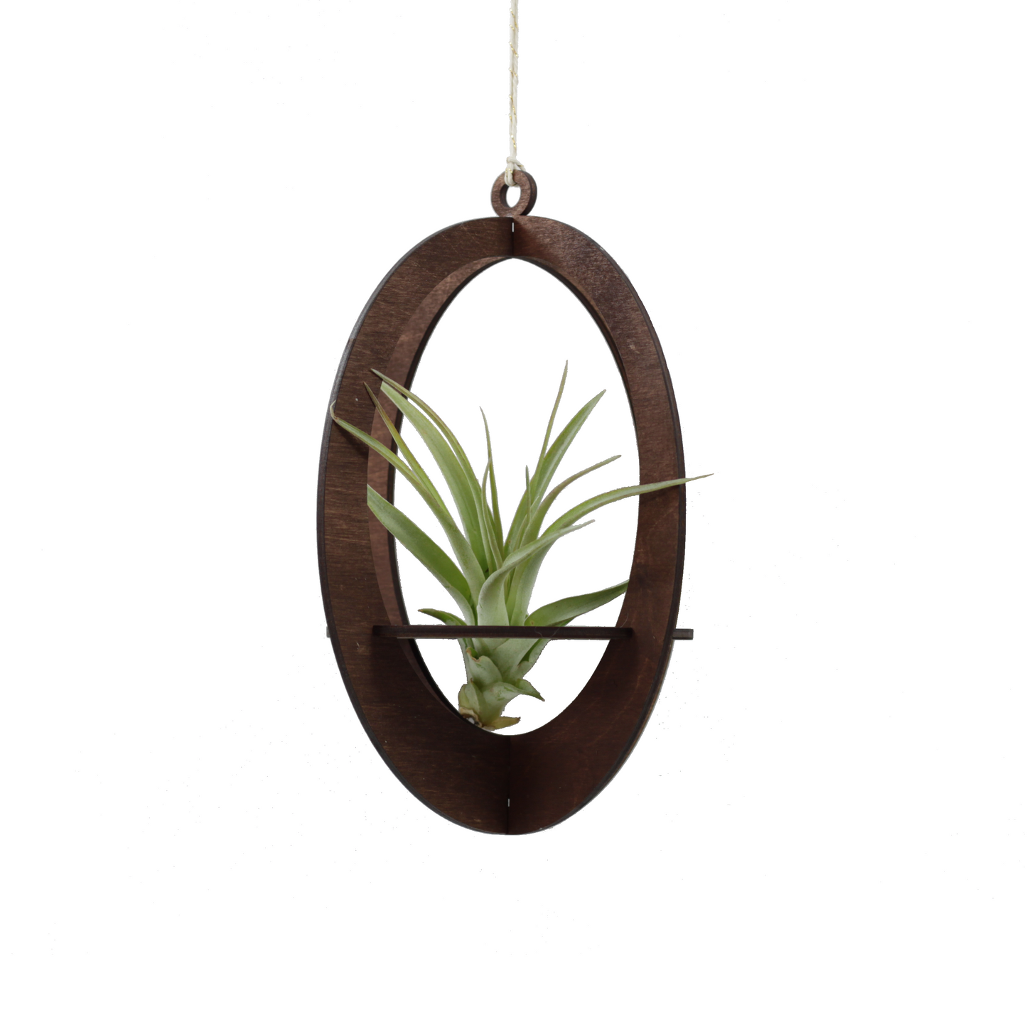 air plant hanger >> oval >> walnut