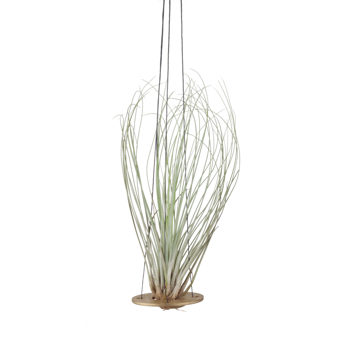 air plant hanger >> minimal design >> copper >> plant included