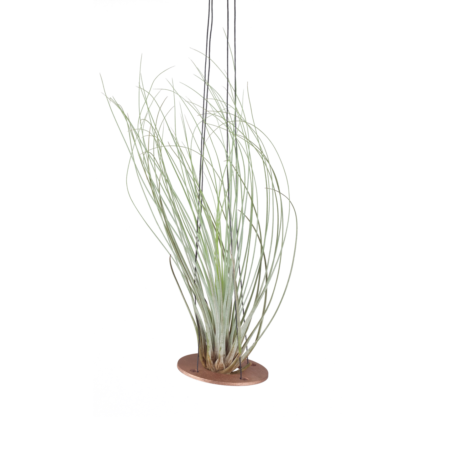 air plant hanger >> minimal design >> gold >> plant included