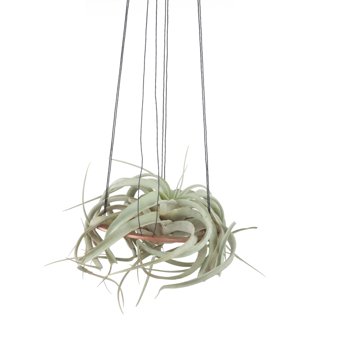 xerographica air plant hanger >> minimal design