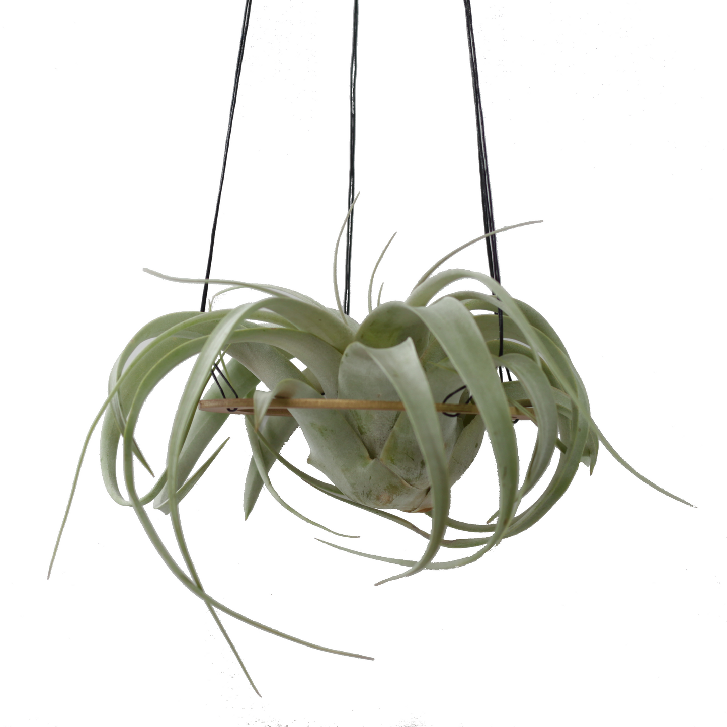 xerographica air plant hanger >> minimal design