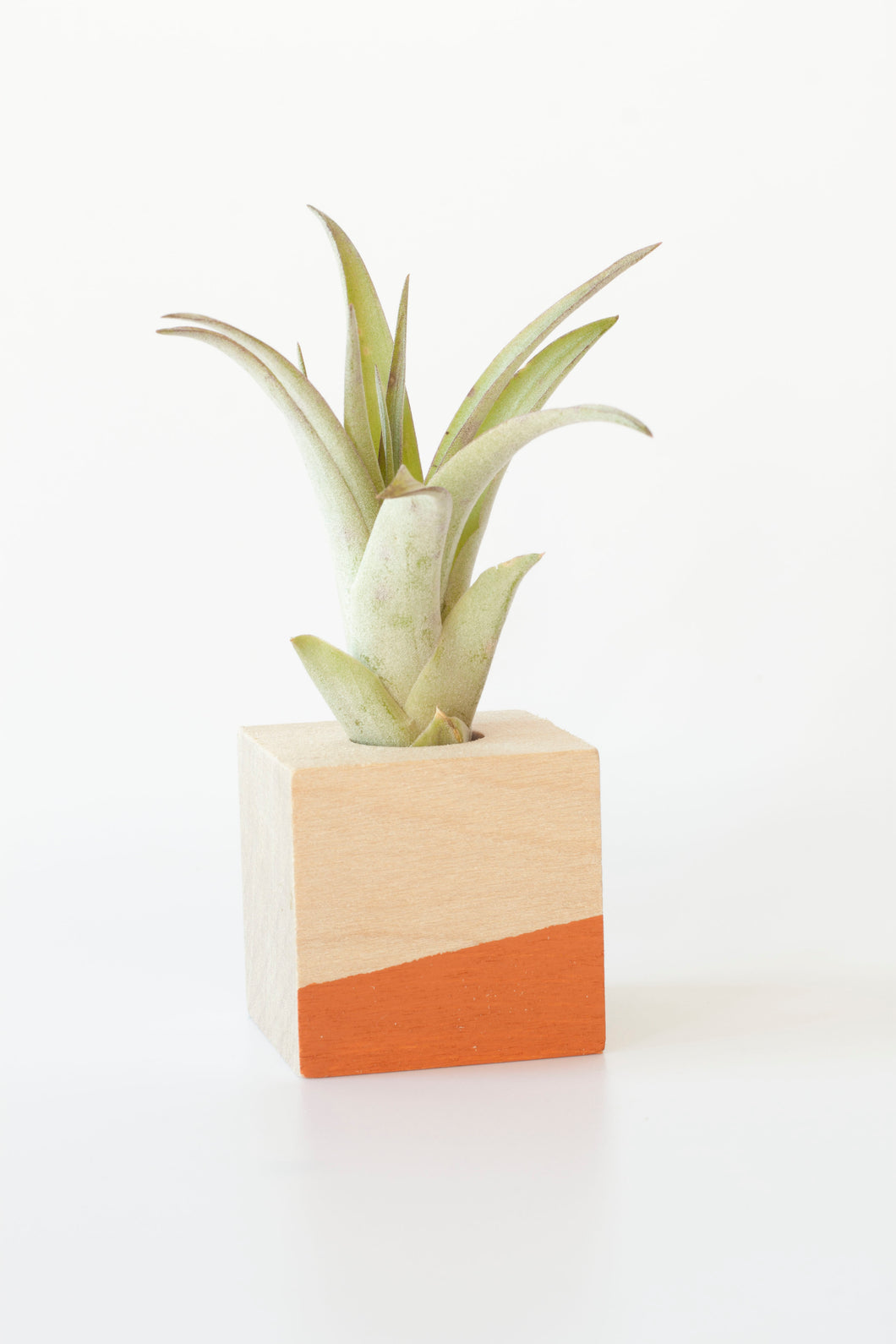 Air Plant Magnet >> Orange Cube