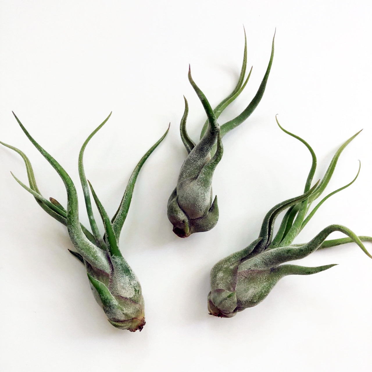 Tillandsia Medusae - Medium Air Plant