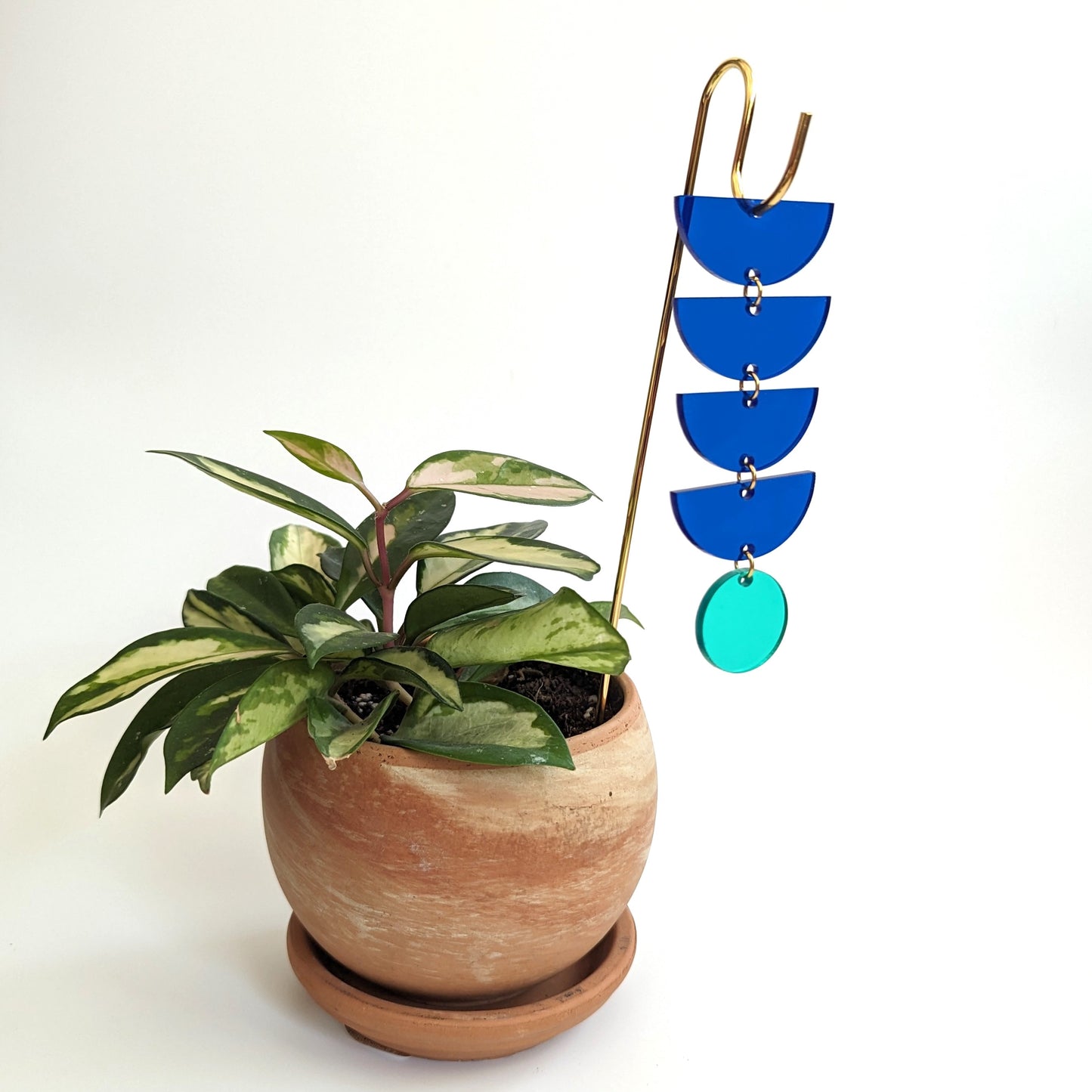 Plant Pick: Blue + Mint Sunrise