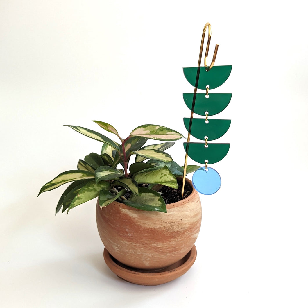 Plant Pick: Green + Blue