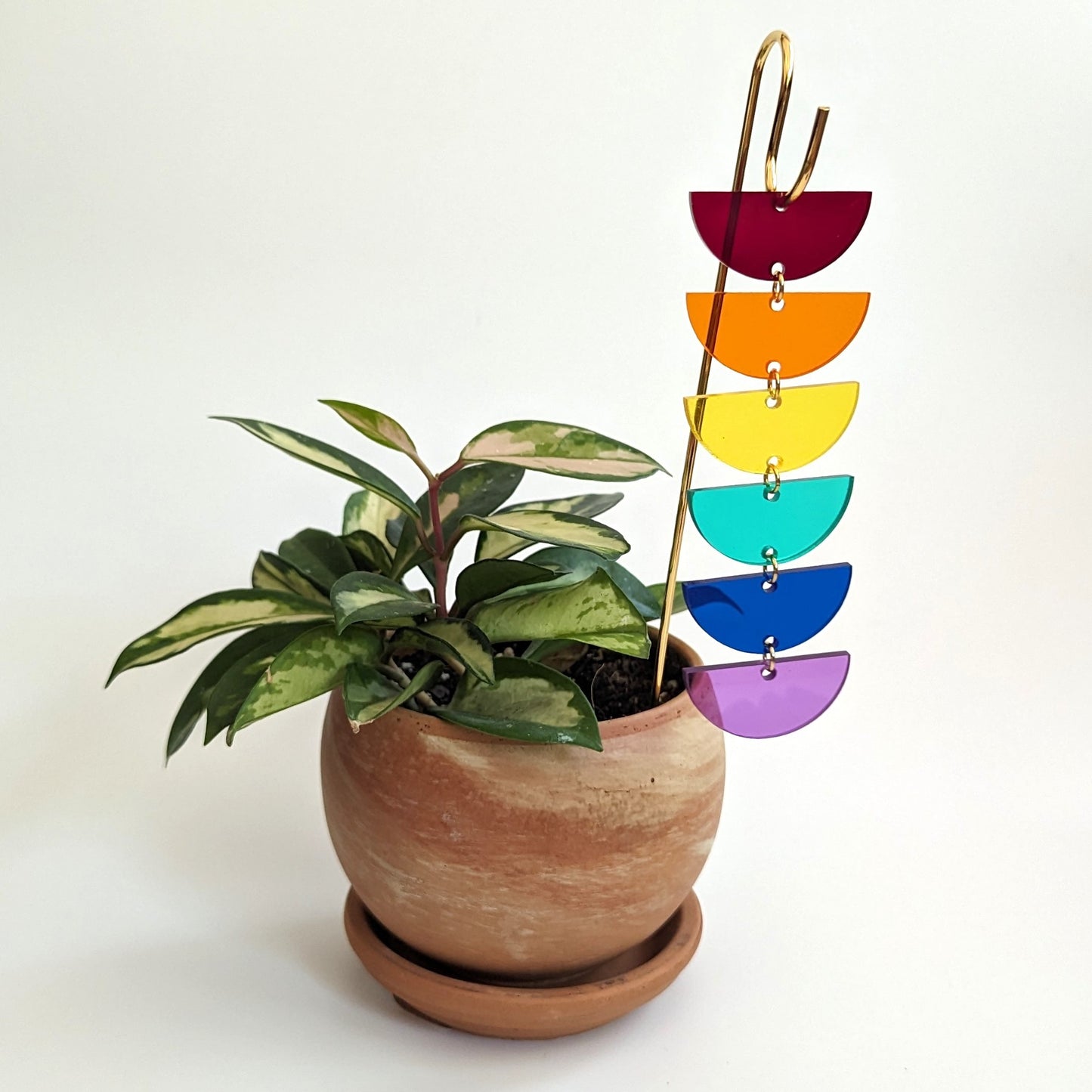 Plant Pick: Rainbow Sunrise
