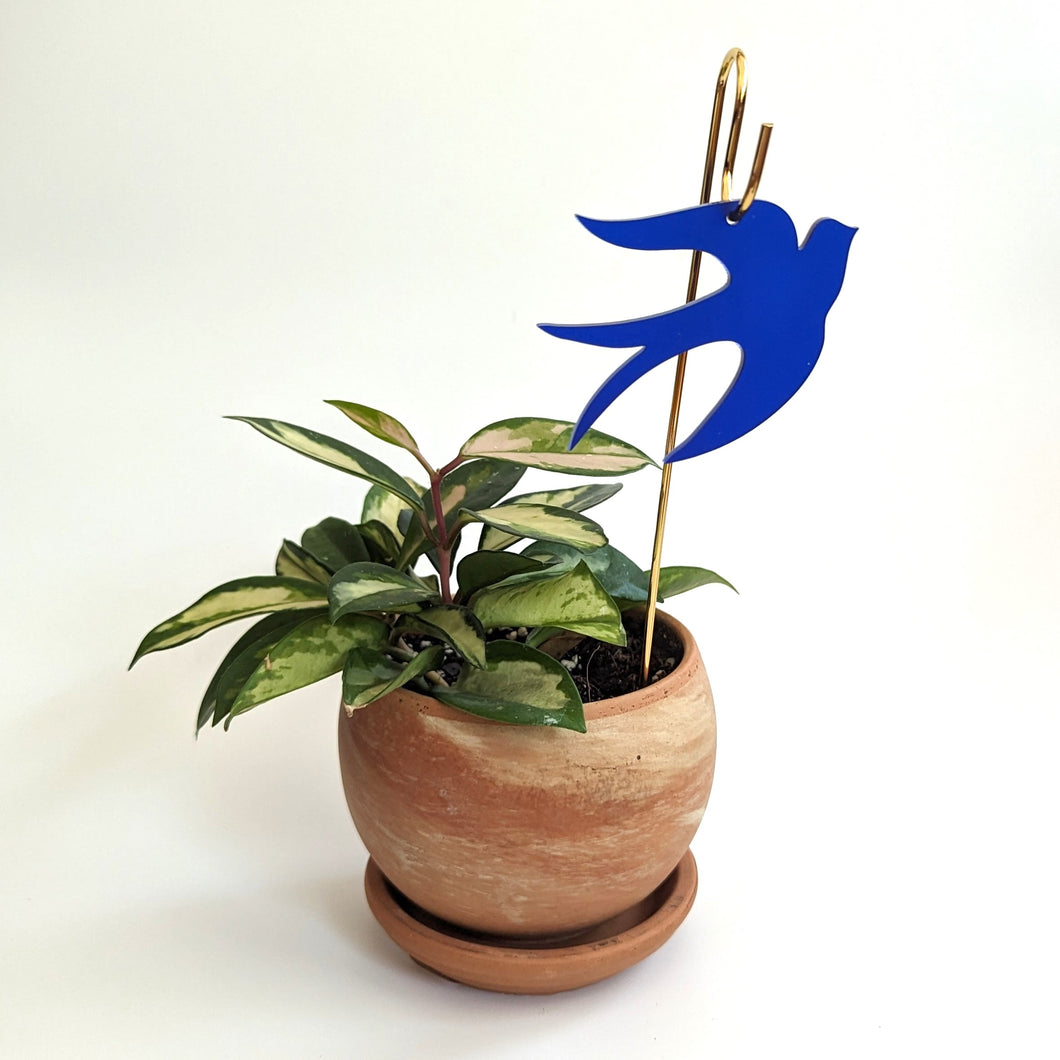 Plant Pick: Blue Dove