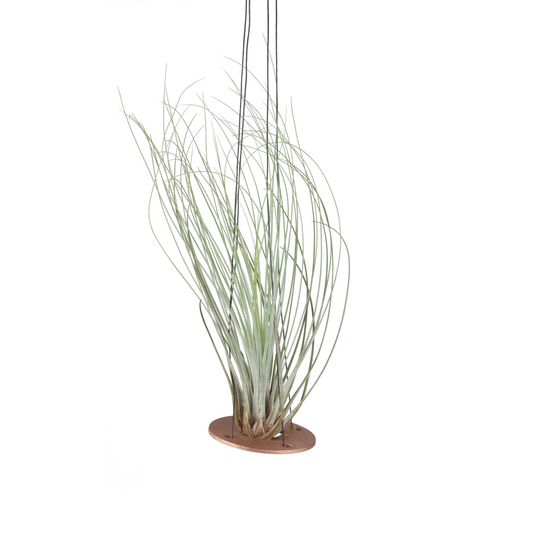 air plant hanger >> minimal design >> gold >> plant included