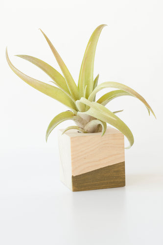 Air Plant Magnet >> Olive Cube