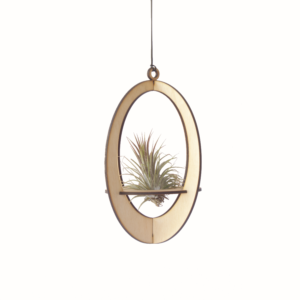 air plant hanger >> oval >> maple