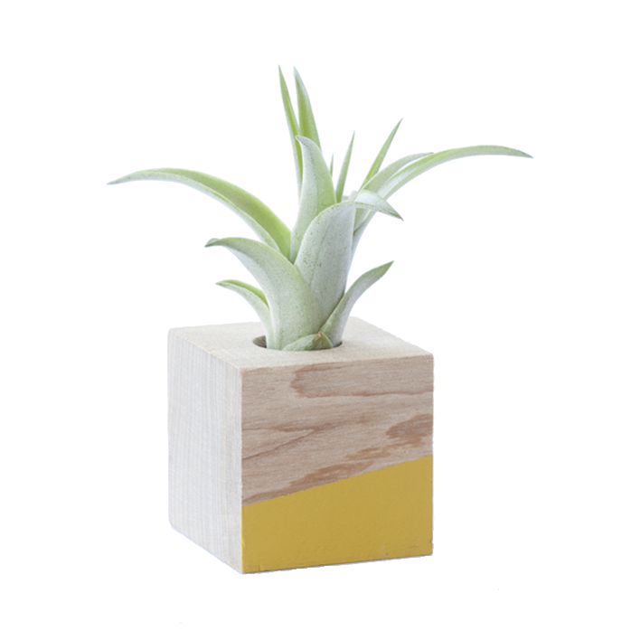 Air Plant Magnet >> Yellow Cube