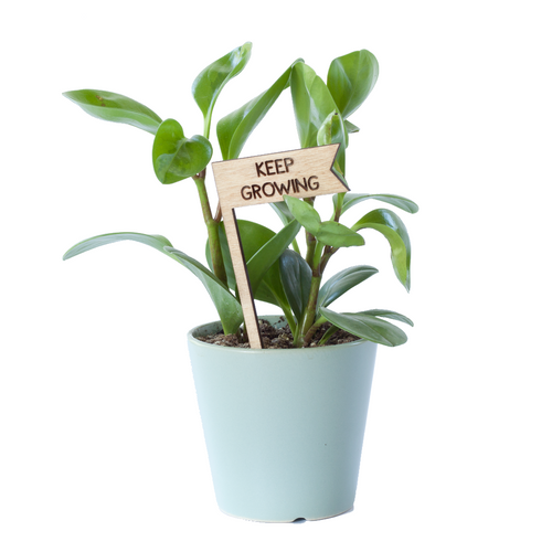 Plant Pick - Keep Growing