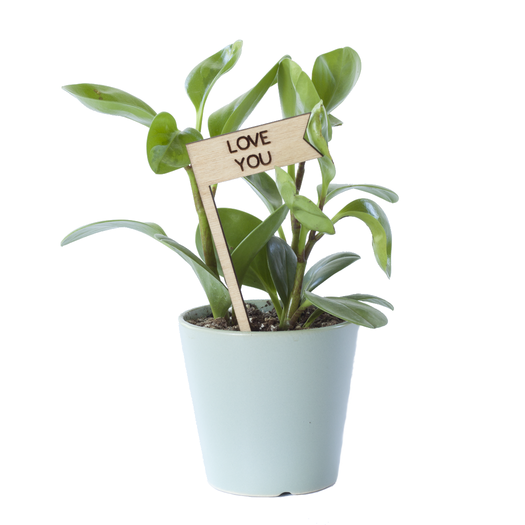Plant Pick - Love You