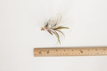 Tillandsia Capitata Peach - Medium Air Plant