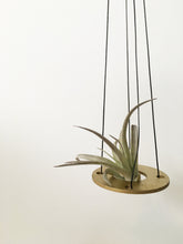air plant hanger >> minimal design >> gold >> plant included