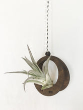 air plant ornament >> circle >> walnut