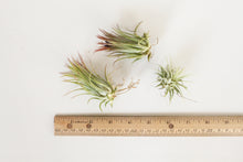 Ionantha Guatemala - Small Air Plant