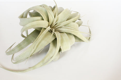 Large Tillandsia Xerographica Plant